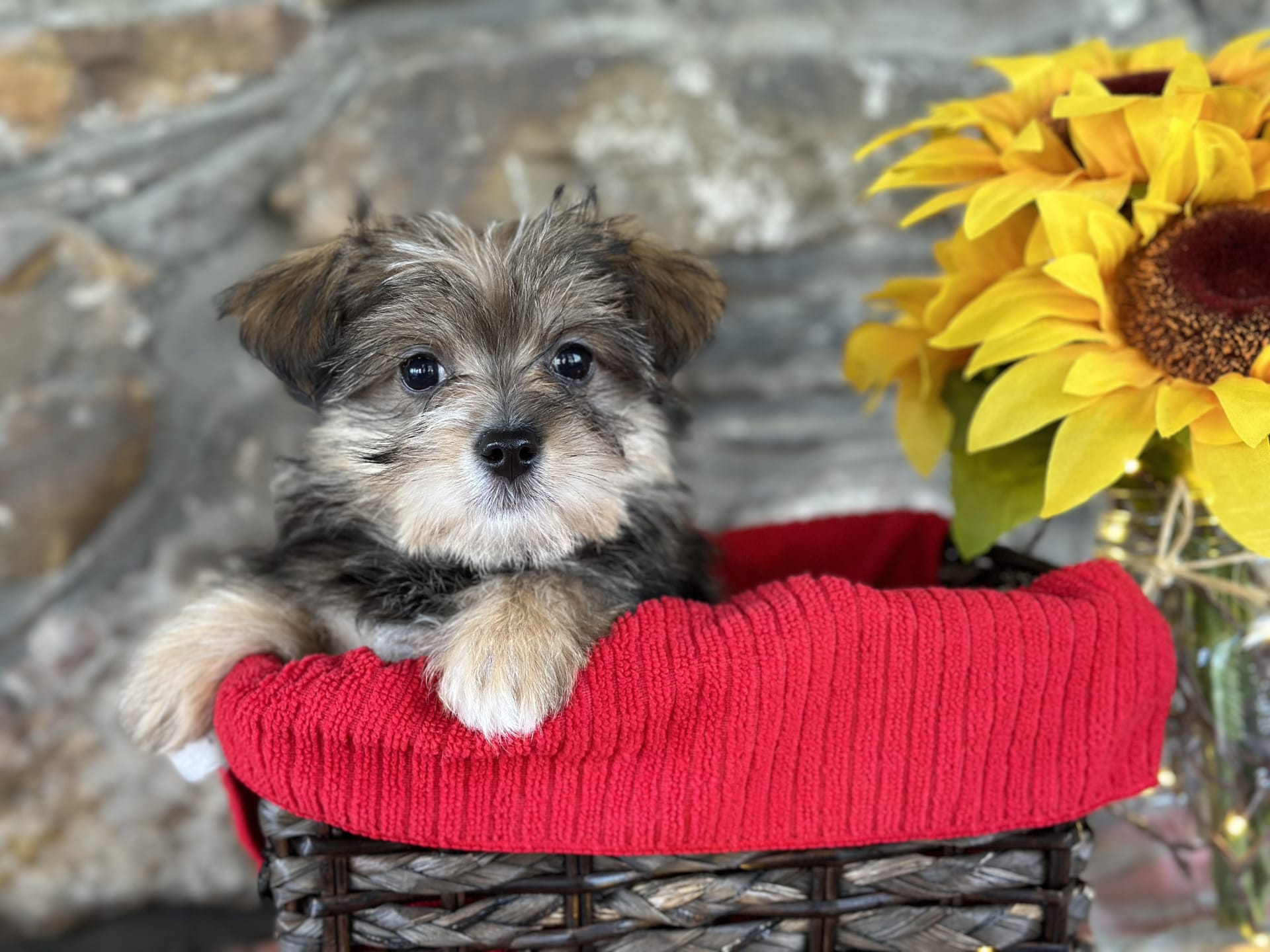 Ash Morkie Puppy for Sale in Hamburg, PA Lancaster Puppies