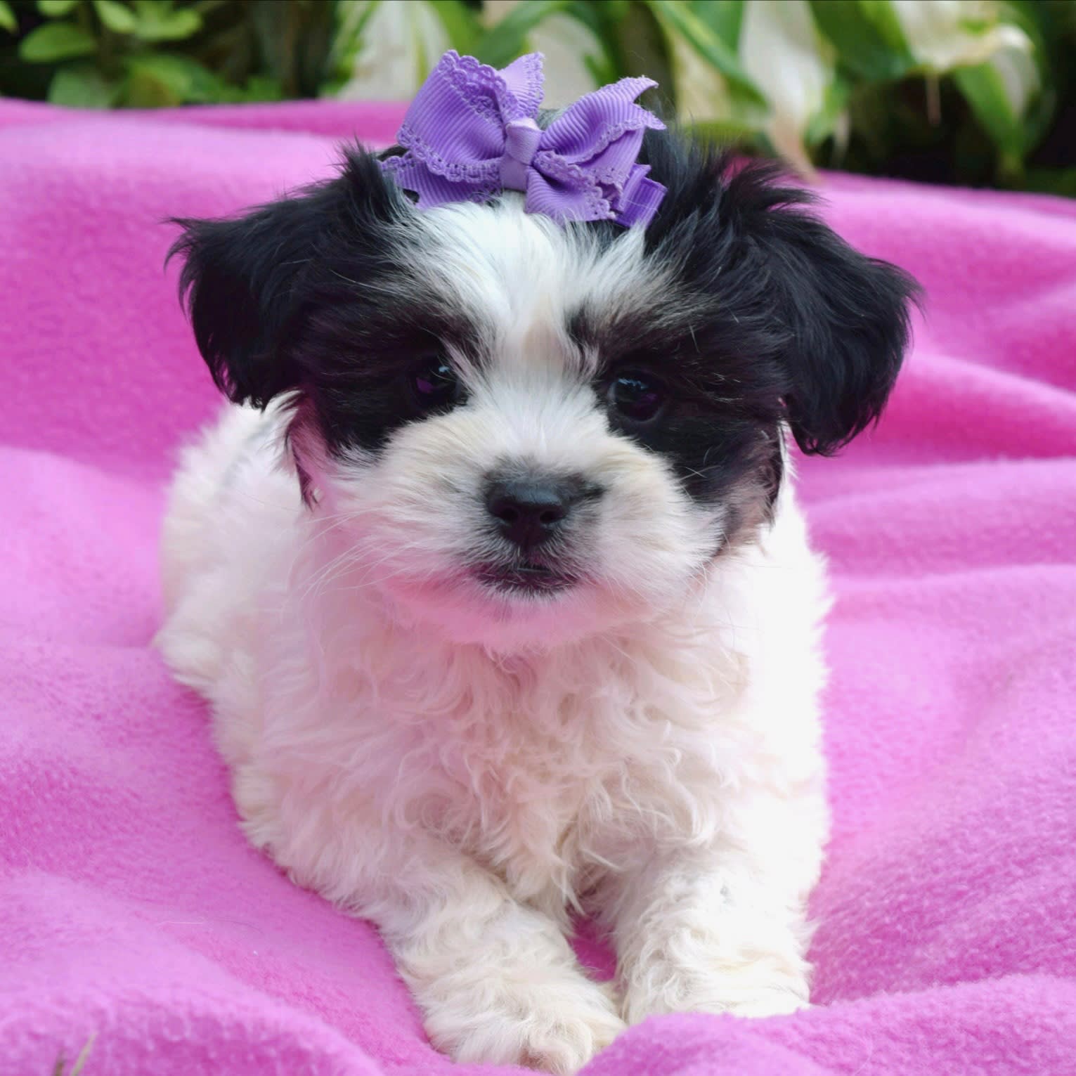 Mylovablepuppies | Lancaster Puppies