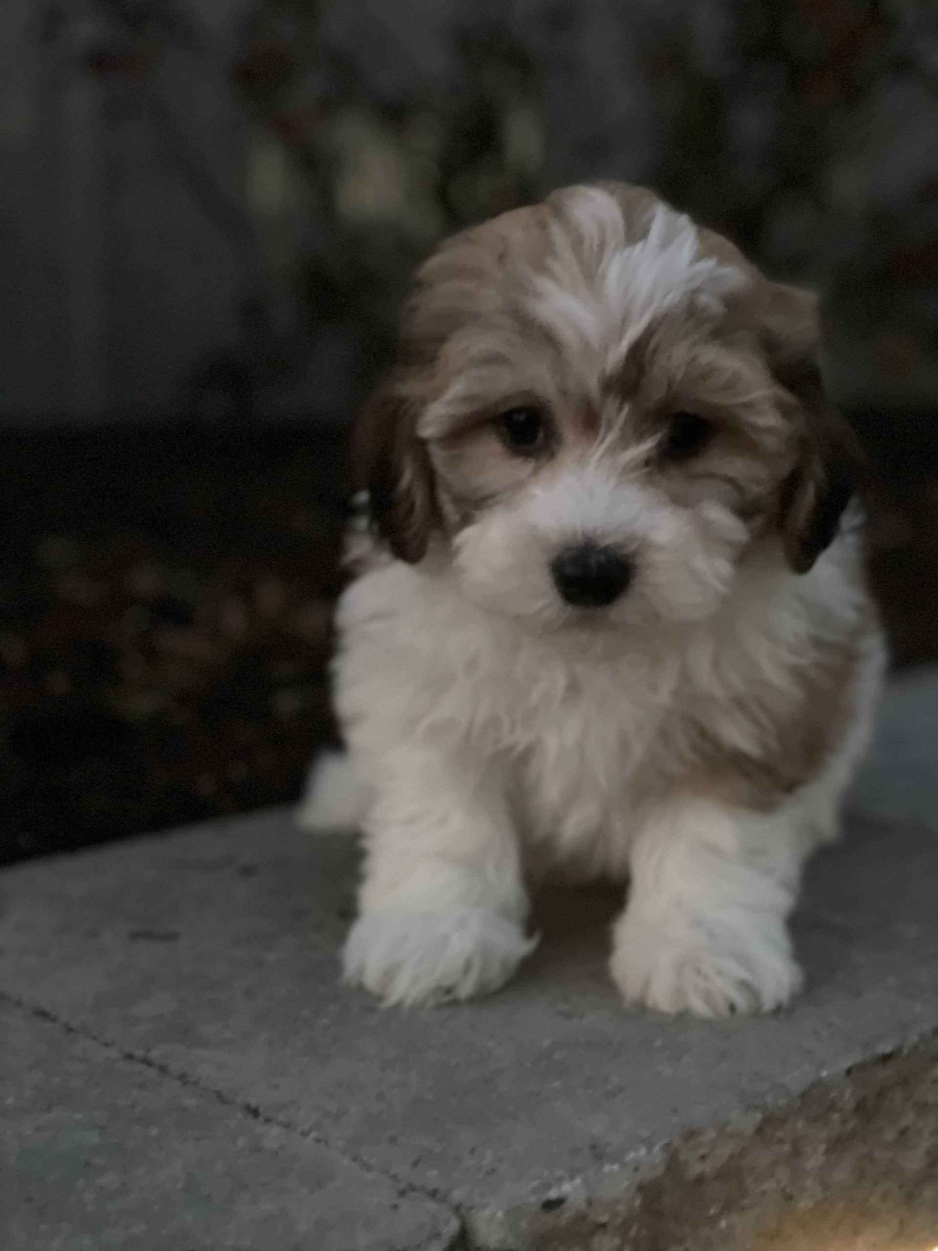 Larry Lhasa Apso and Bichon Frise Hybrid Puppy for Sale in Seneca