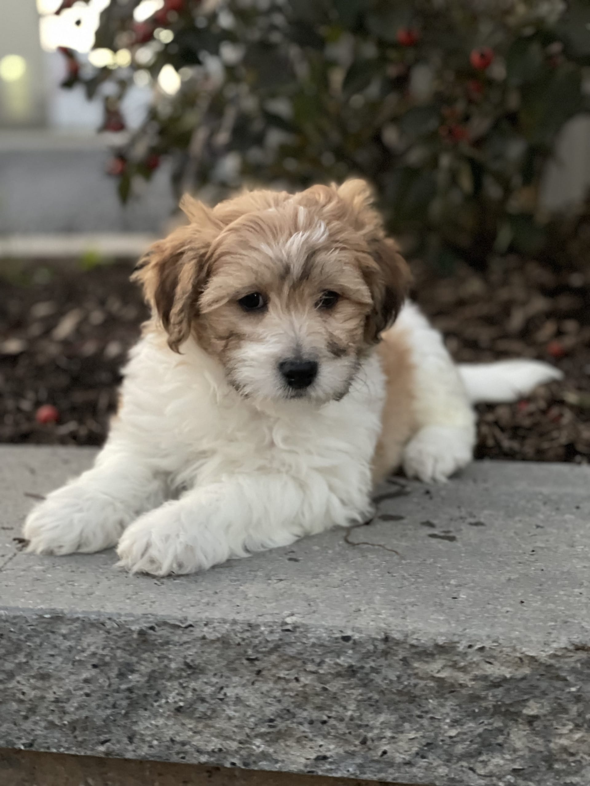 Logan Lhasa Apso and Bichon Frise Hybrid Puppy for Sale in Seneca