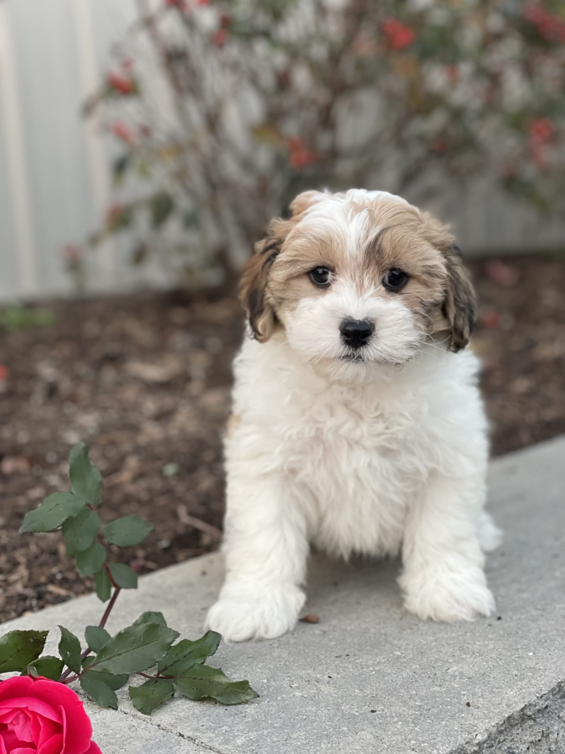 Larry Lhasa Apso and Bichon Frise Hybrid Puppy for Sale in Seneca