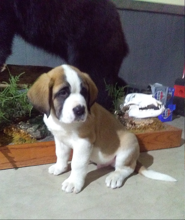 Rosco Saint Bernard Puppy for Sale in Middlefield, OH Lancaster Puppies