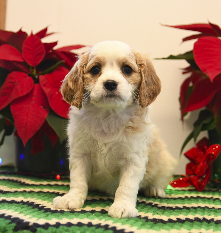Spunky Cavachon Puppy for Sale in New Holland, PA Lancaster Puppies
