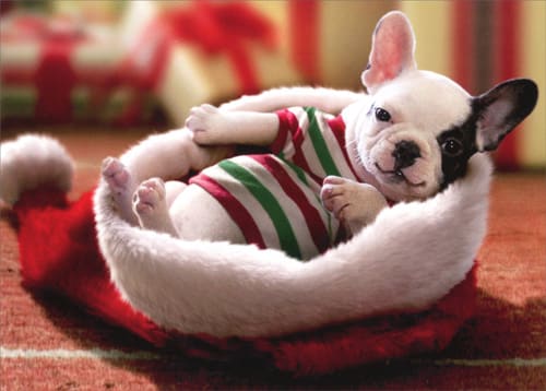 Christmas Puppy