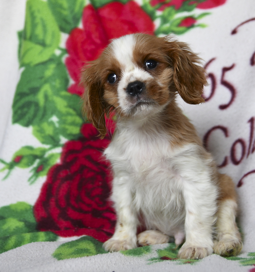 Calvin king charles spaniel 2025