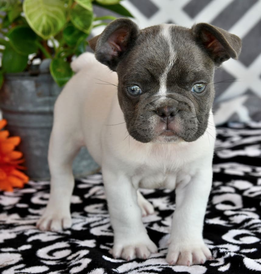 John And Rebecca Lapp Lancaster Puppies