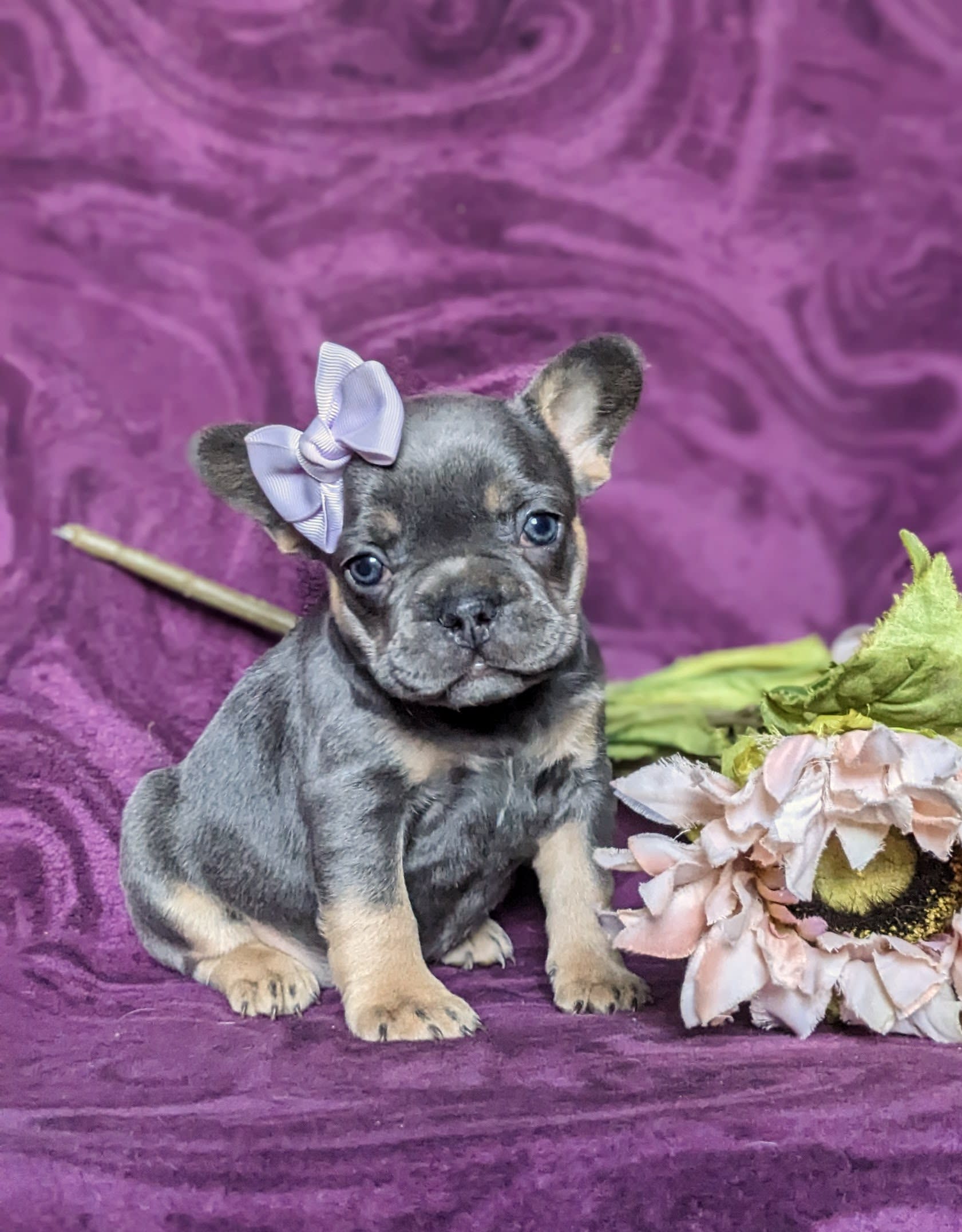 Giselle French Bulldog Puppy for Sale in Lancaster, PA Lancaster