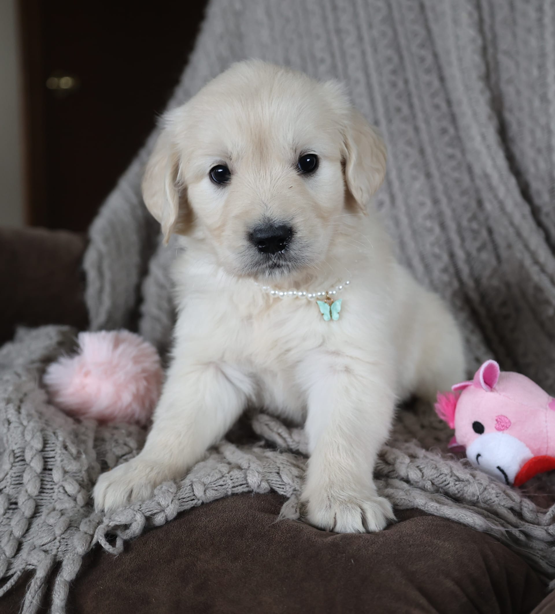 Lancaster Puppies Golden Retriever - ud53b8j