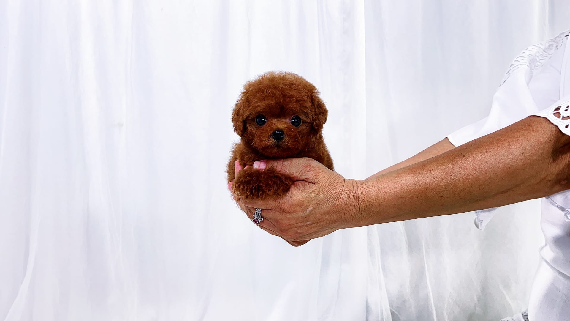 Teacup Lychee Poodle Toy Puppy for Sale in Long Island City NY Teacup Lychee Poodle Toy Puppy for Sale in Long Island City NY