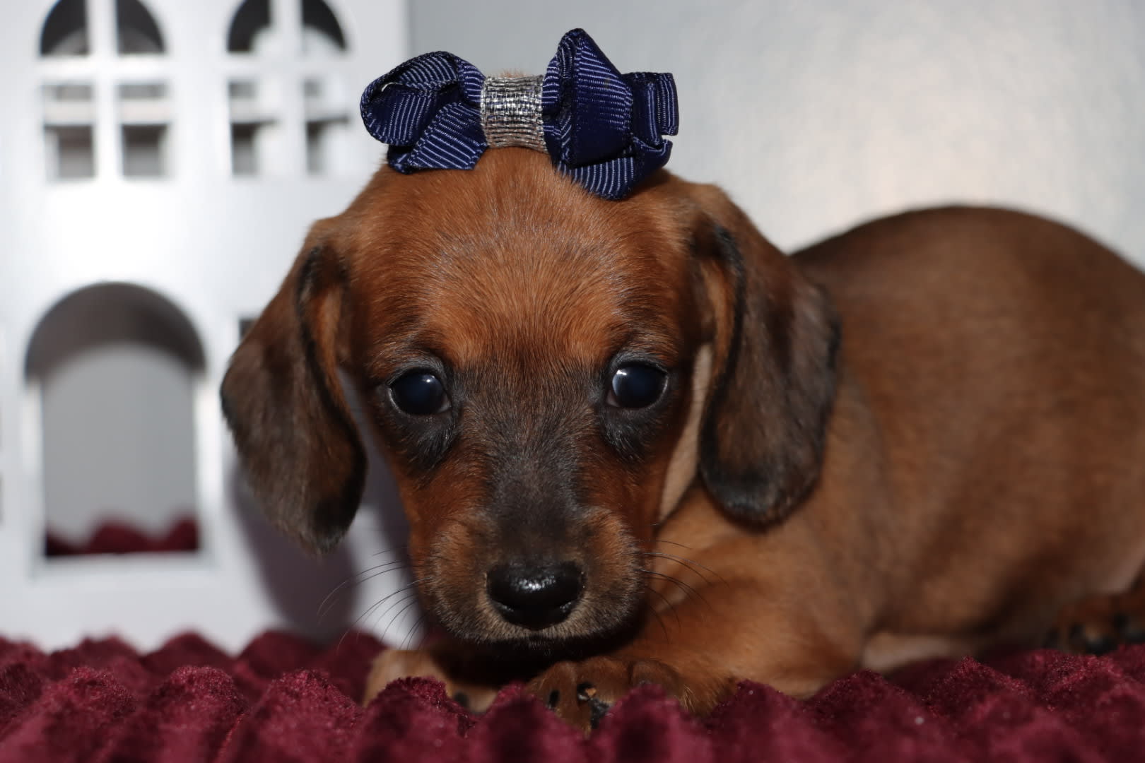 Lacey Dachshund Miniature Puppy for Sale in Goshen, IN Lancaster Puppies
