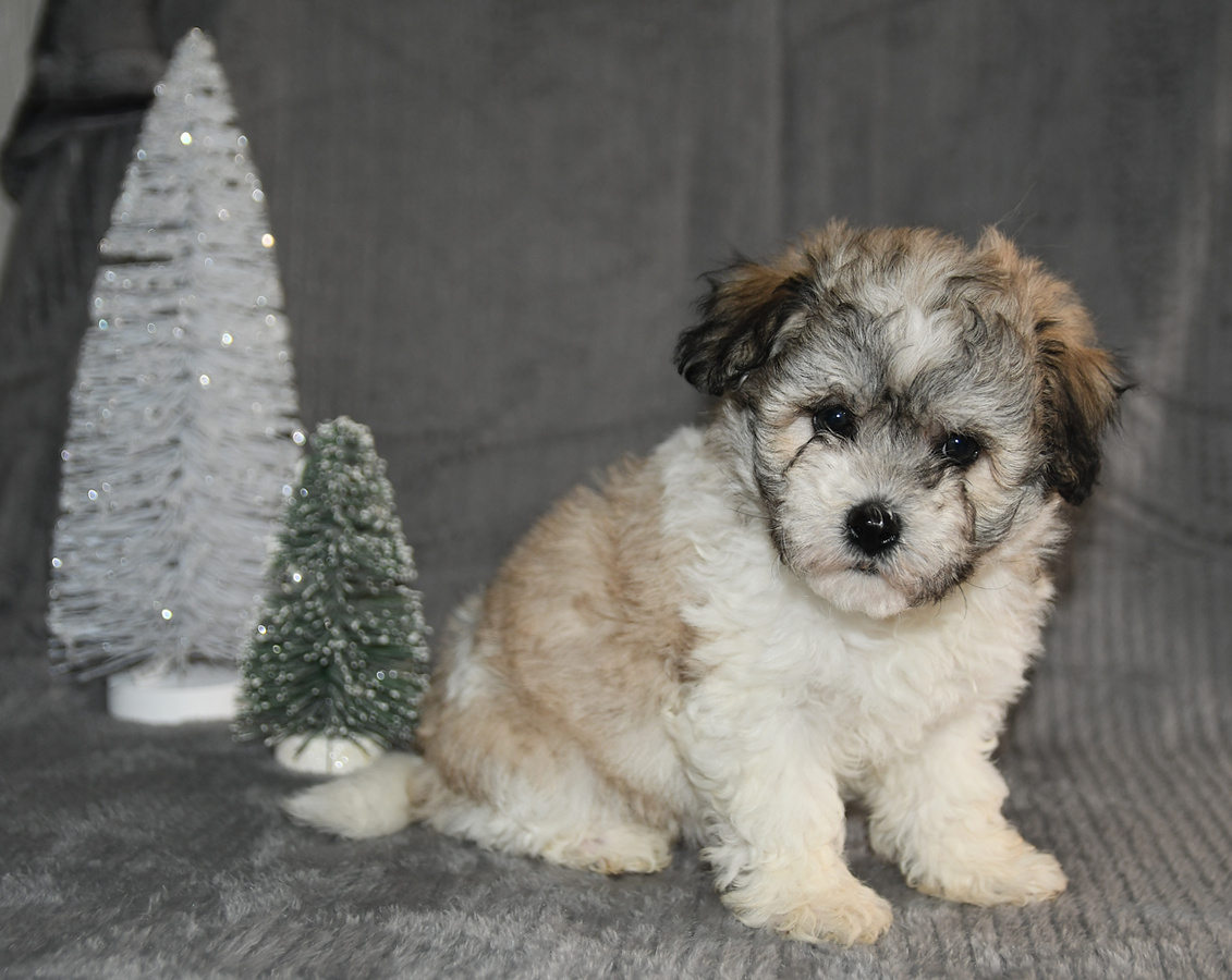 Ellie - Havanese and Bichon Frise Hybrid Puppy for Sale in Millersburg ...