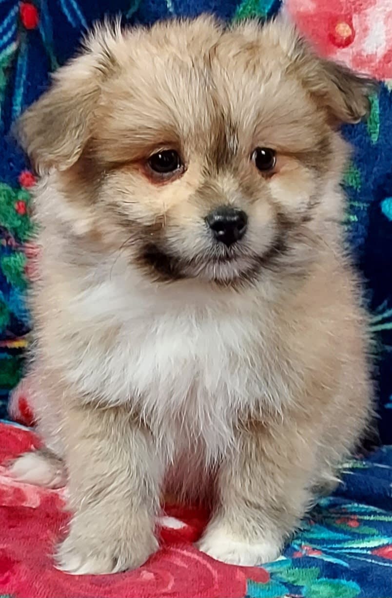 Flint Shih Tzu and Pomeranian Hybrid Puppy for Sale in Knox, PA