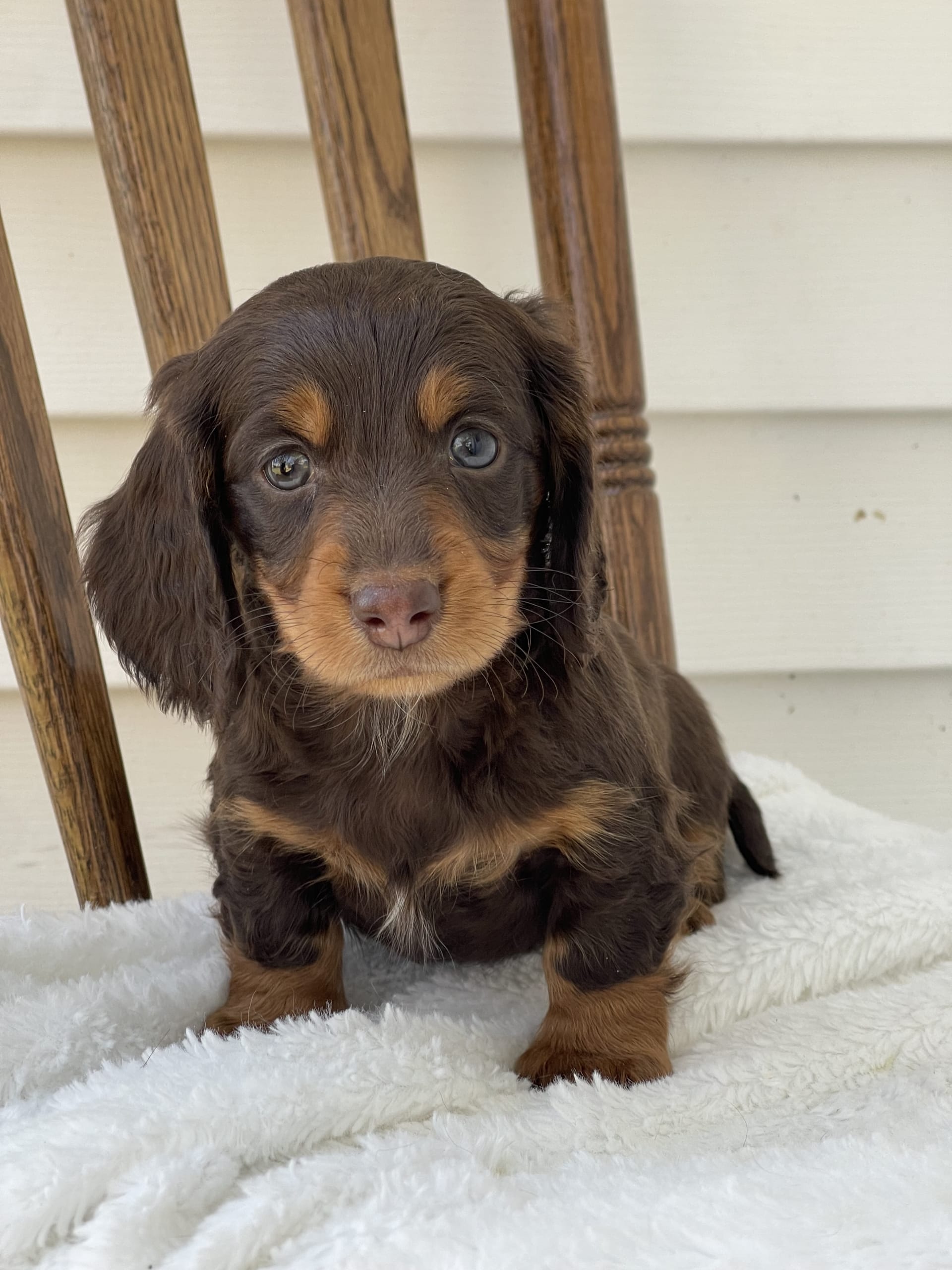 Tommy Dachshund Miniature Puppy for Sale in Penn Yan, NY Lancaster