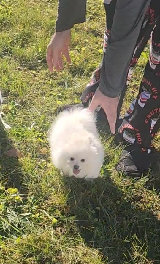 Ivory Pomeranian Puppy for Sale in Lancaster, PA Lancaster Puppies