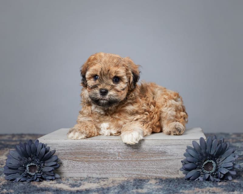 Tatum Havapoo Puppy for Sale in Sugarcreek, OH Lancaster Puppies