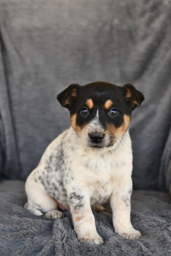 Jack Australian Cattle Dog and Jack Russell Terrier Hybrid Puppy for
