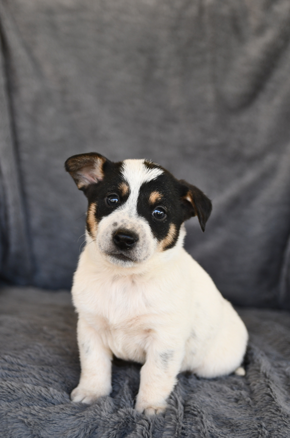 Joey Australian Cattle Dog and Jack Russell Terrier Hybrid Puppy for