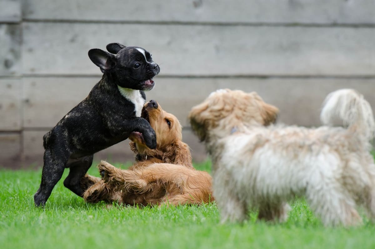 dogs playing outside