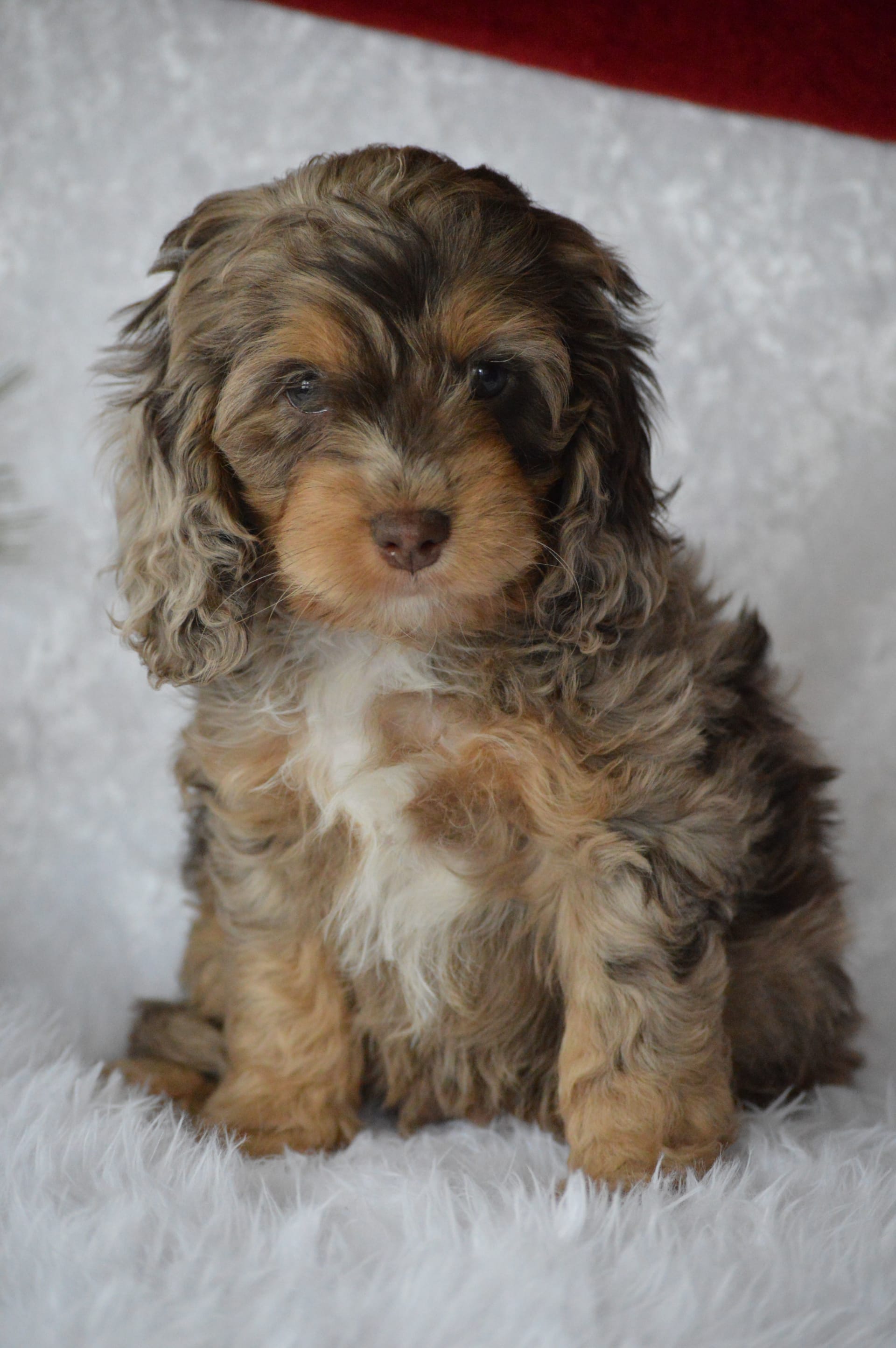 Scout Cavapoo Puppy for Sale in Millersburg, OH Lancaster Puppies