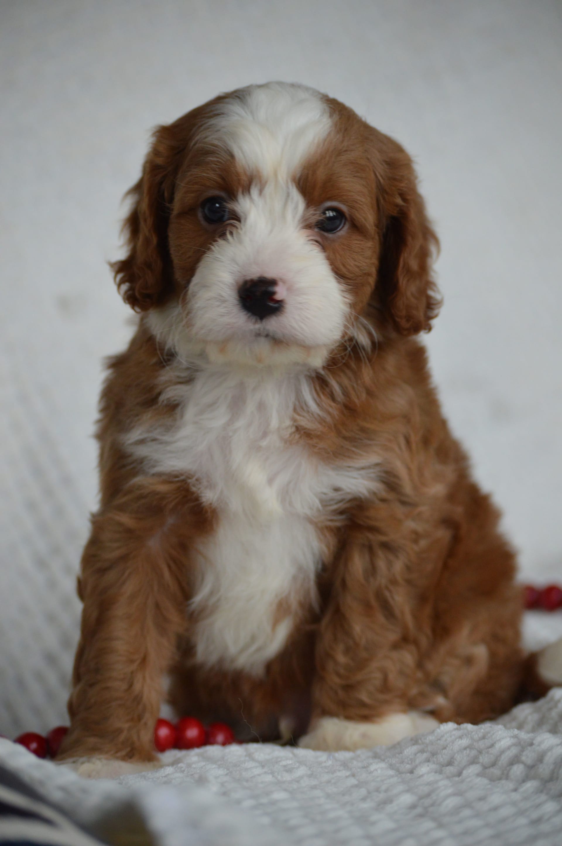 Yukon Cavapoo Puppy for Sale in Millersburg, OH Lancaster Puppies