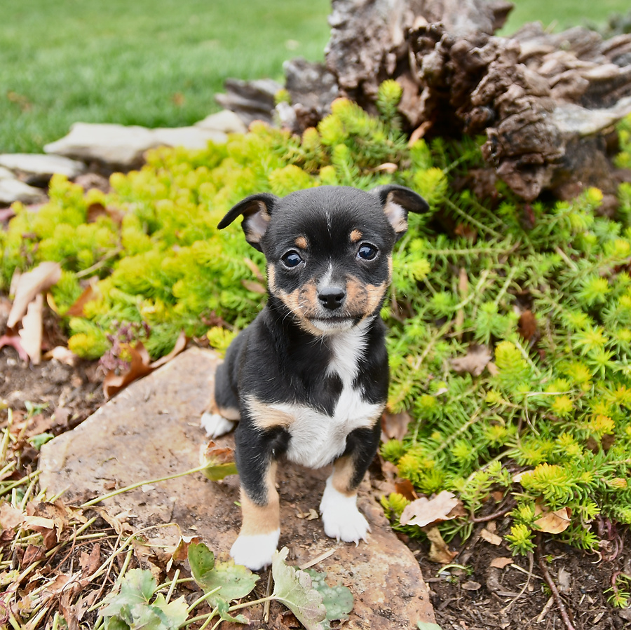 Karen Chihuahua Puppy for Sale in New Holland, PA Lancaster Puppies