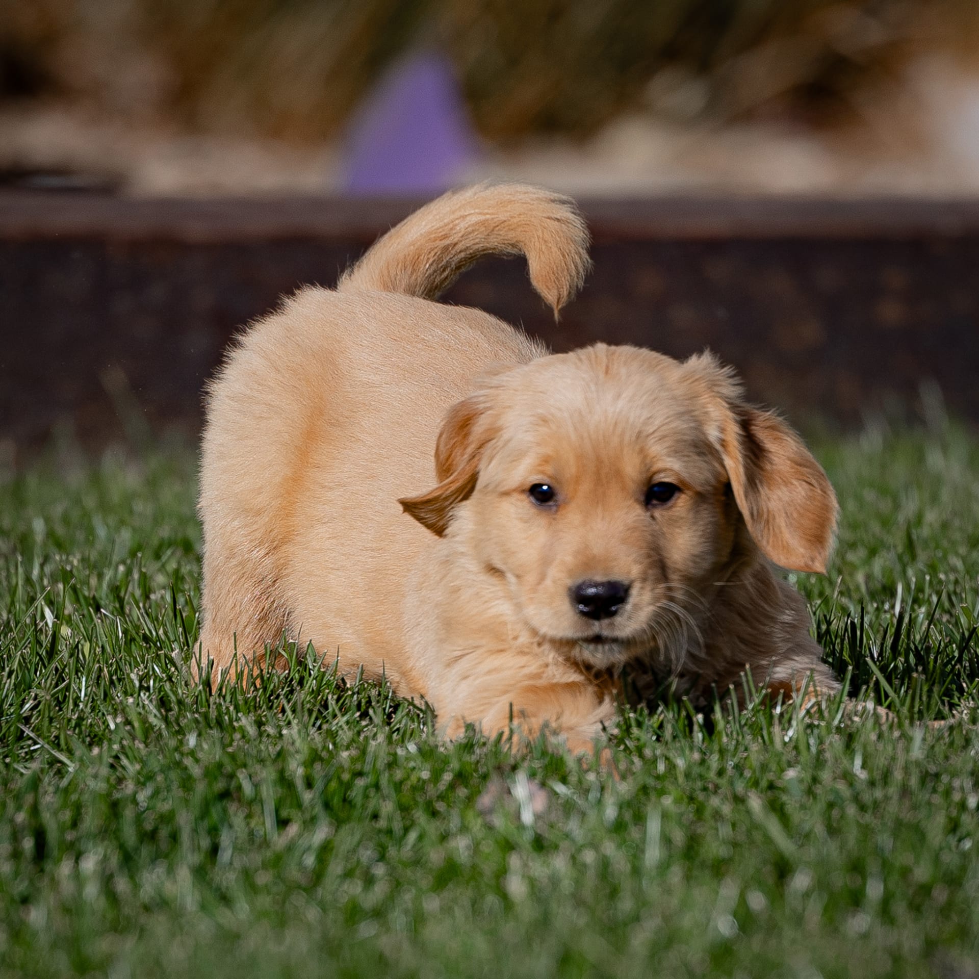 Lancaster Puppies Golden Retriever - pxdrtp2