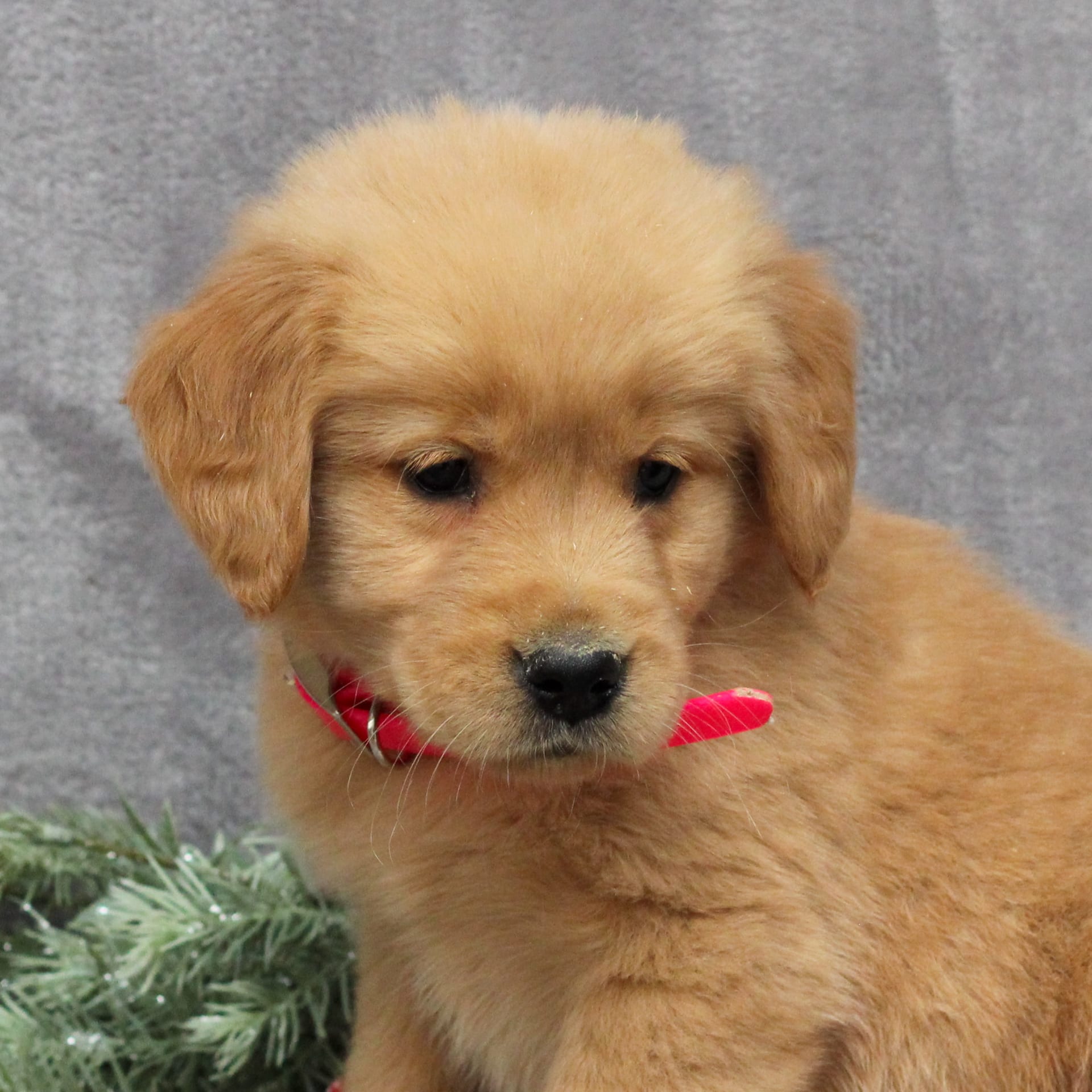 Lancaster Puppies Golden Retriever - okuocjz