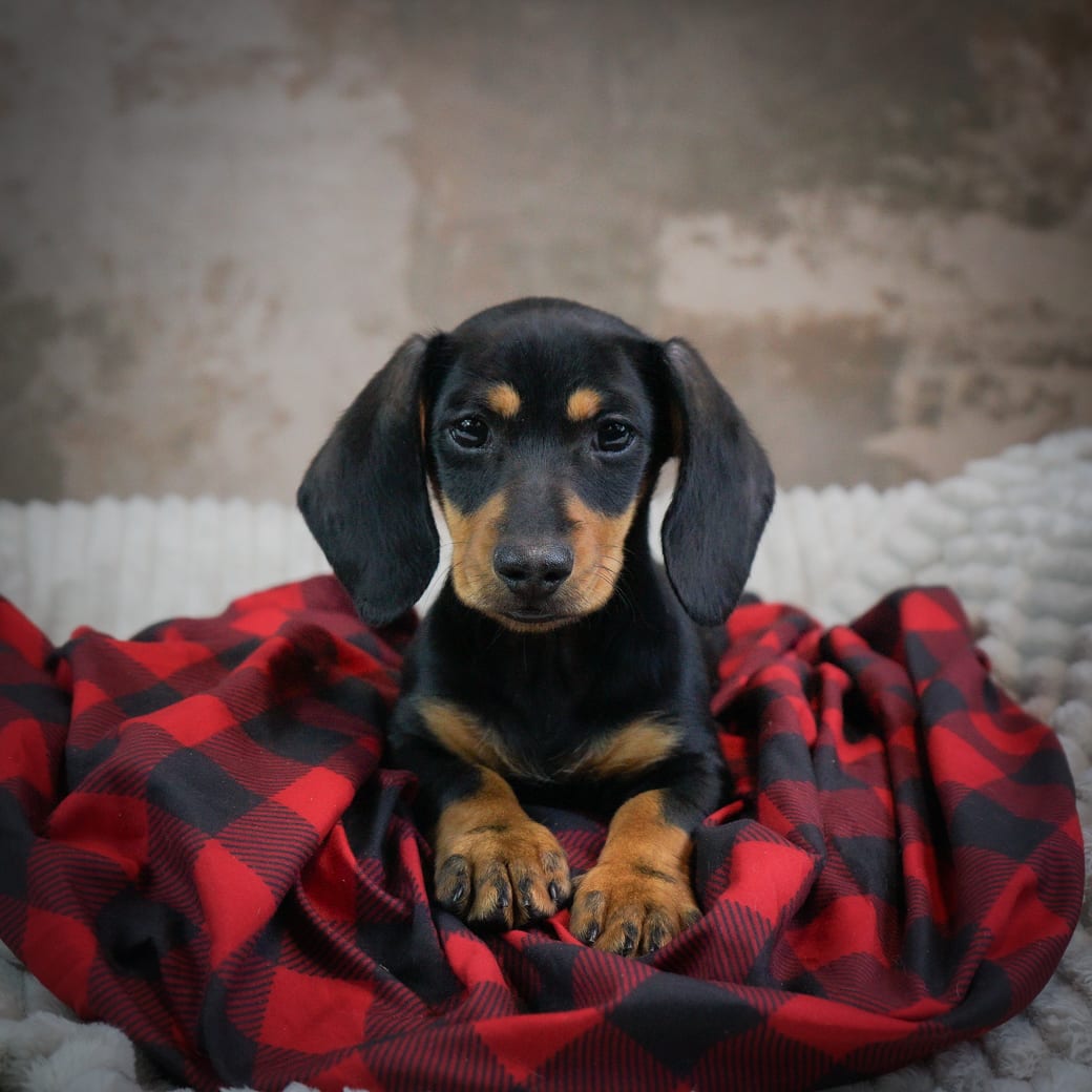Dash Dachshund Miniature Puppy for Sale in Charm, OH Lancaster Puppies