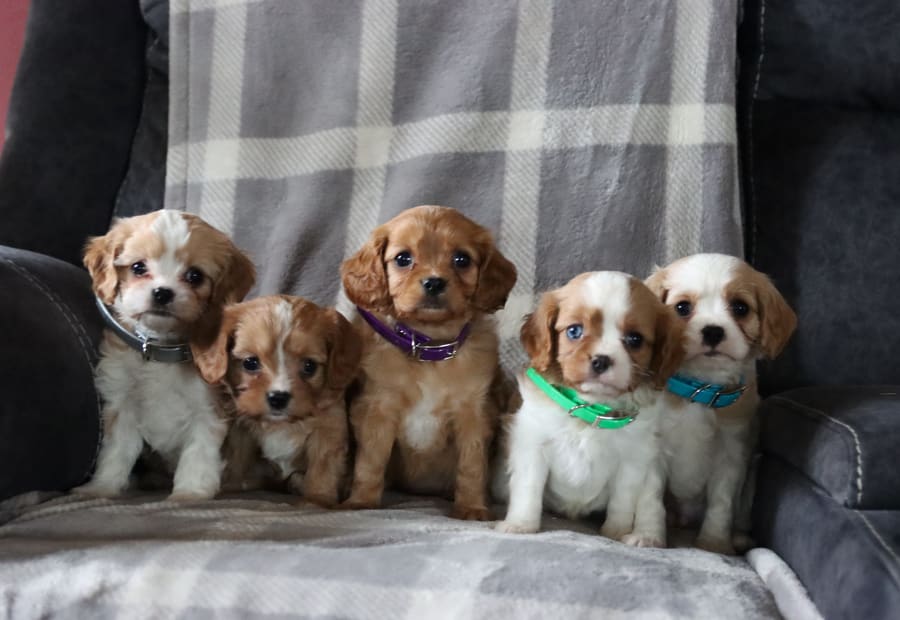Boulder Ridge Cavapoos Lancaster Puppies