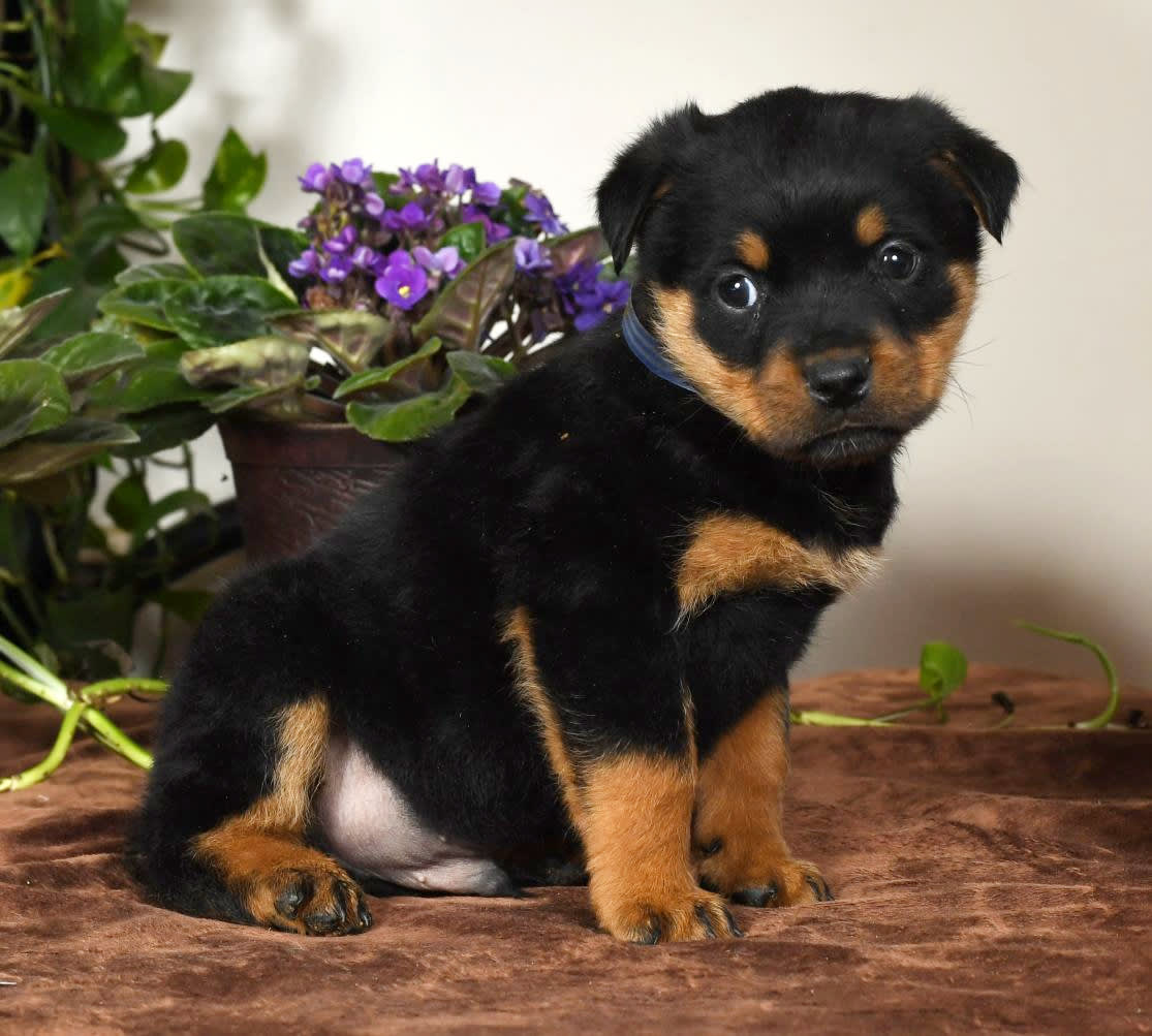 James Rottweiler Puppy for Sale in Butler, OH Lancaster Puppies