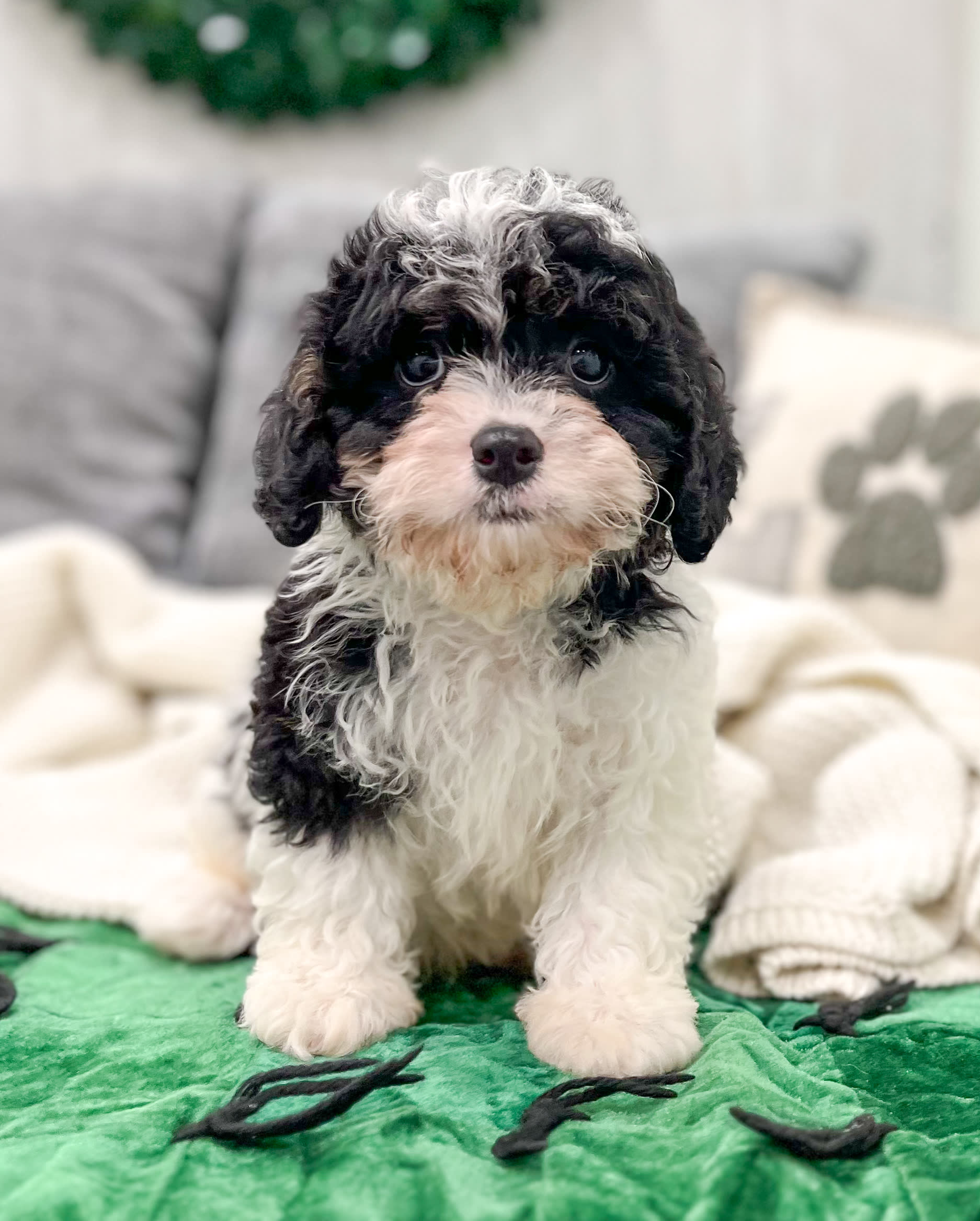 Jake Cavapoo Puppy for Sale in Millersburg, OH Lancaster Puppies