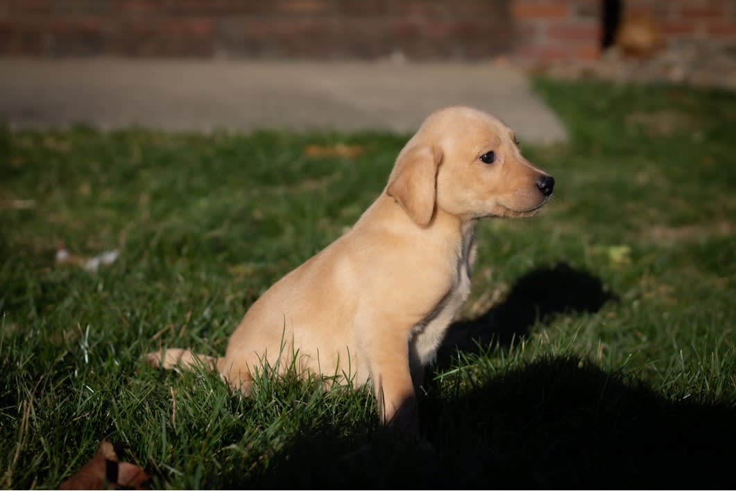 Honey Labrador Retriever Puppy for Sale in Dundee, OH Lancaster Puppies