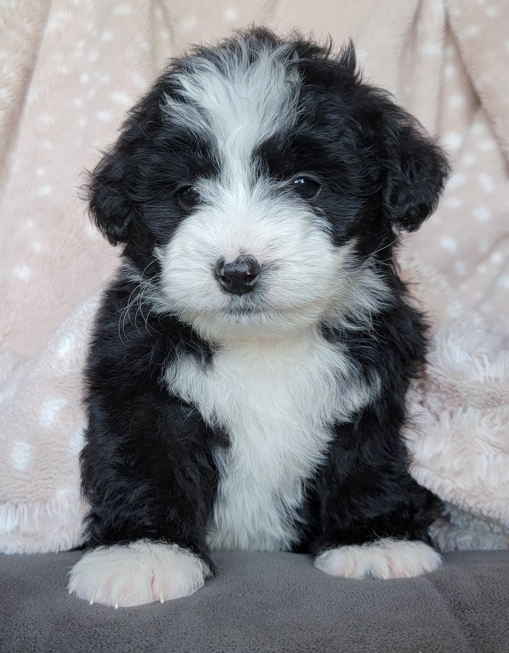 Millersburg Ohio Dog Breeders 95