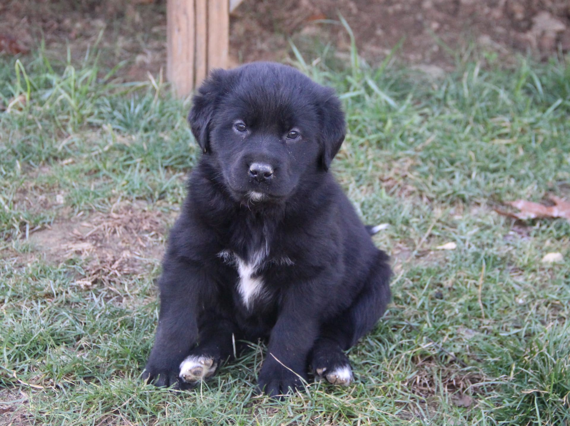 Sasha - Labrador Retriever and Siberian Husky Hybrid Puppy for Sale in ...