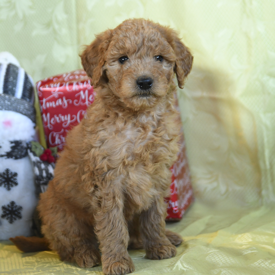 Flb mini cheap goldendoodle