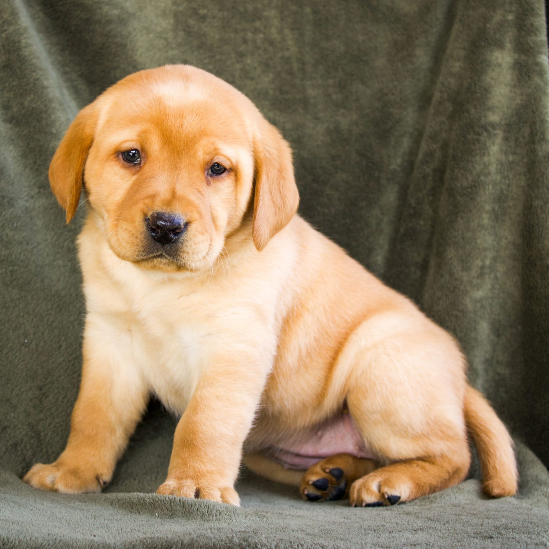 Ginger Labrador Retriever Puppy for Sale in Myerstown, PA Lancaster