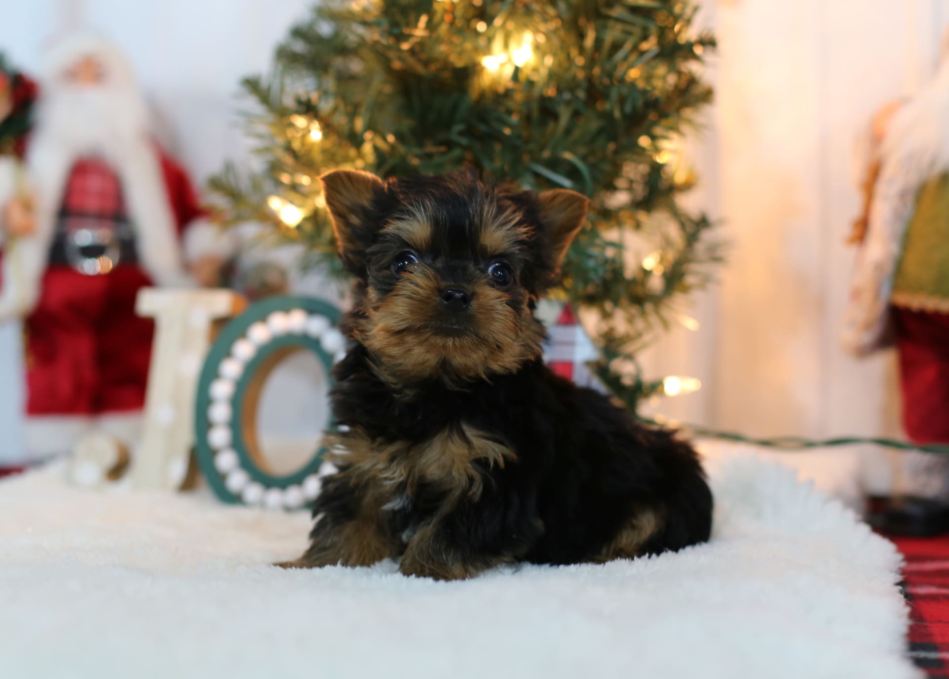 Rudolph Yorkshire Terrier Puppy for Sale in Millersburg, OH