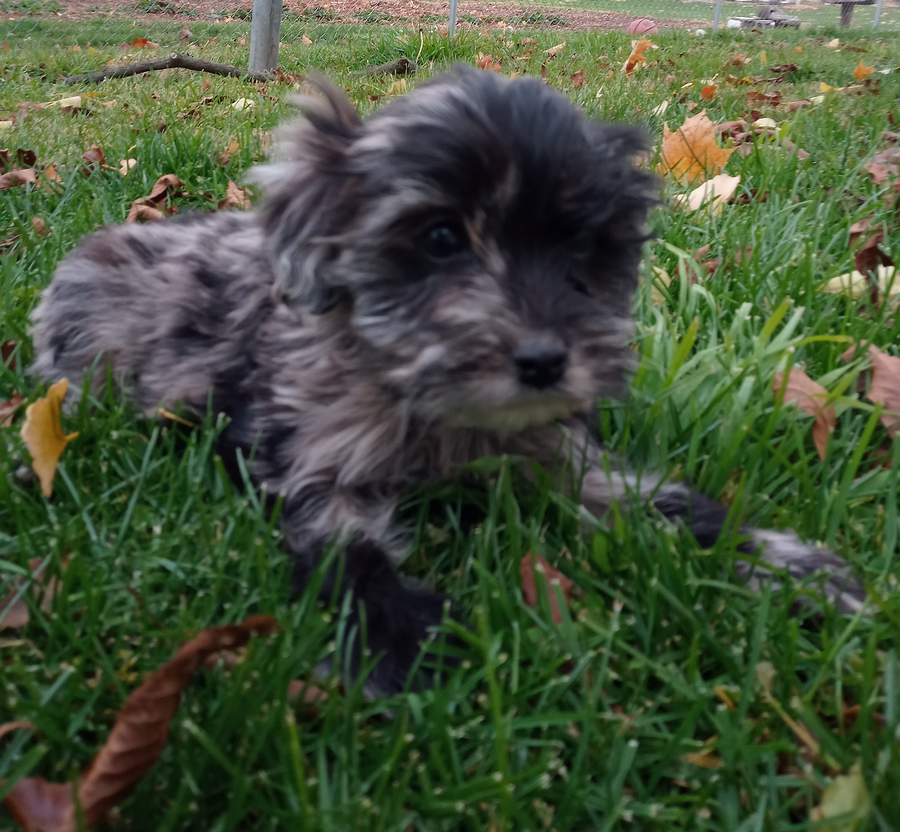 Millie Cockapoo Puppy for Sale in Hagerstown, MD Lancaster Puppies