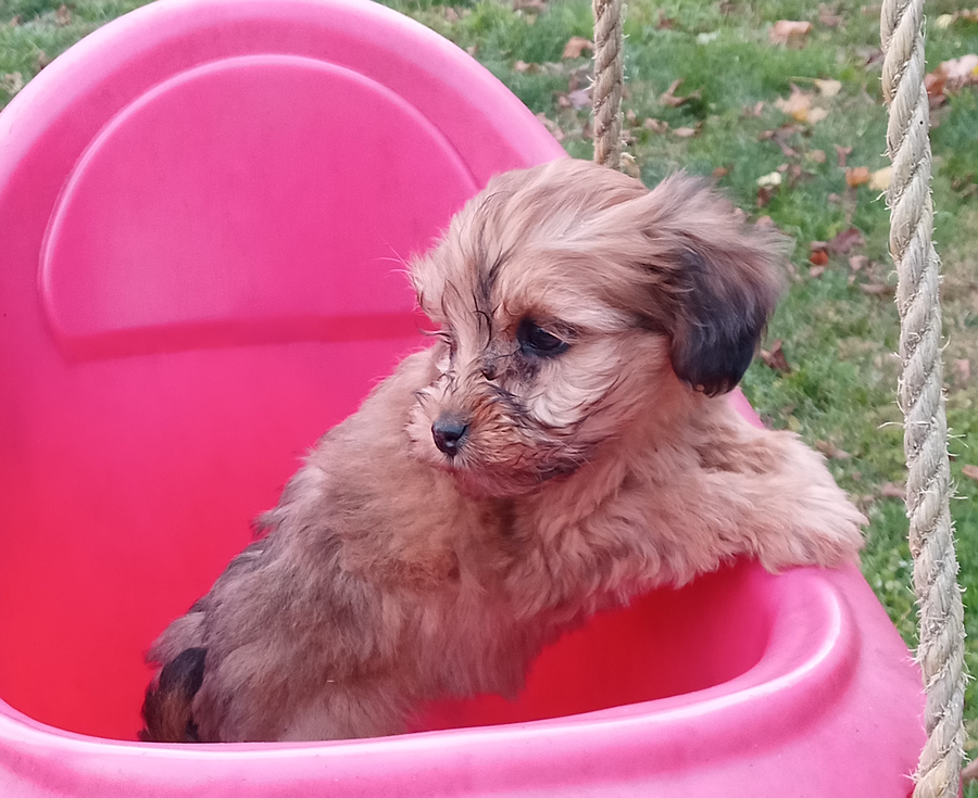 Skye Soft Coated Wheaten Terrier and Cocker Spaniel Hybrid Puppy for