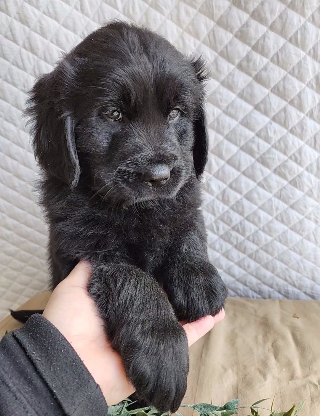 Grady - Newfoundland and Golden Retriever Hybrid Puppy for Sale in ...