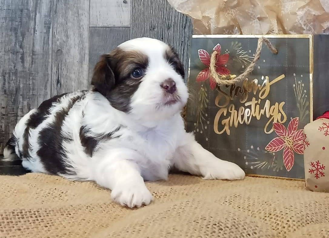 Nicolas Havanese and Shih Tzu Hybrid Puppy for Sale in Shippensburg