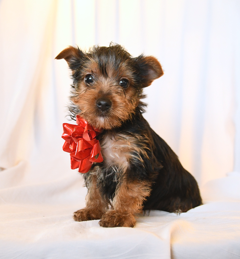 Royal Yorkshire Terrier Puppy for Sale in Christiana, PA Lancaster