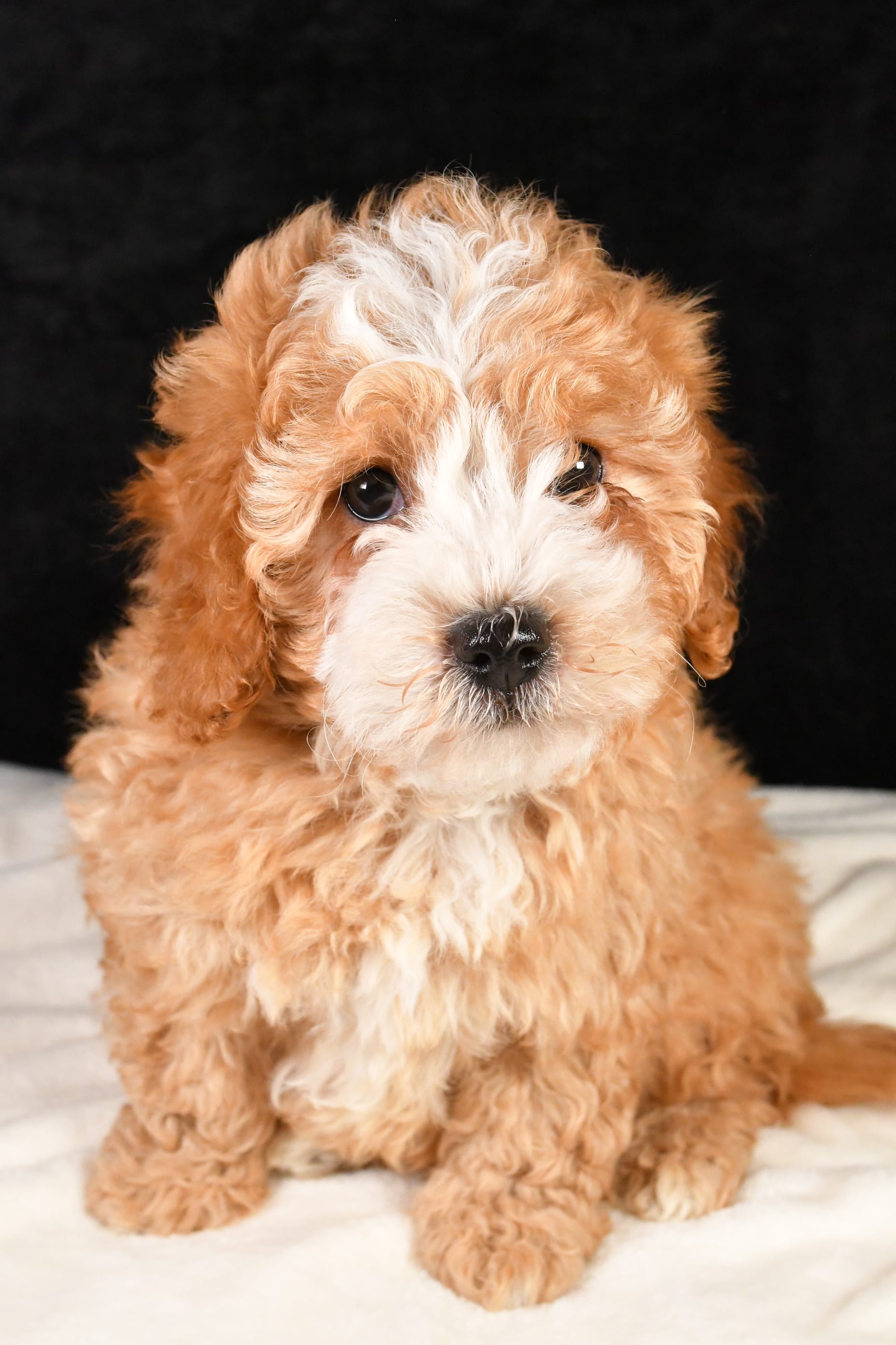 Jackson Cavapoo Puppy for Sale in Fresno, OH Lancaster Puppies