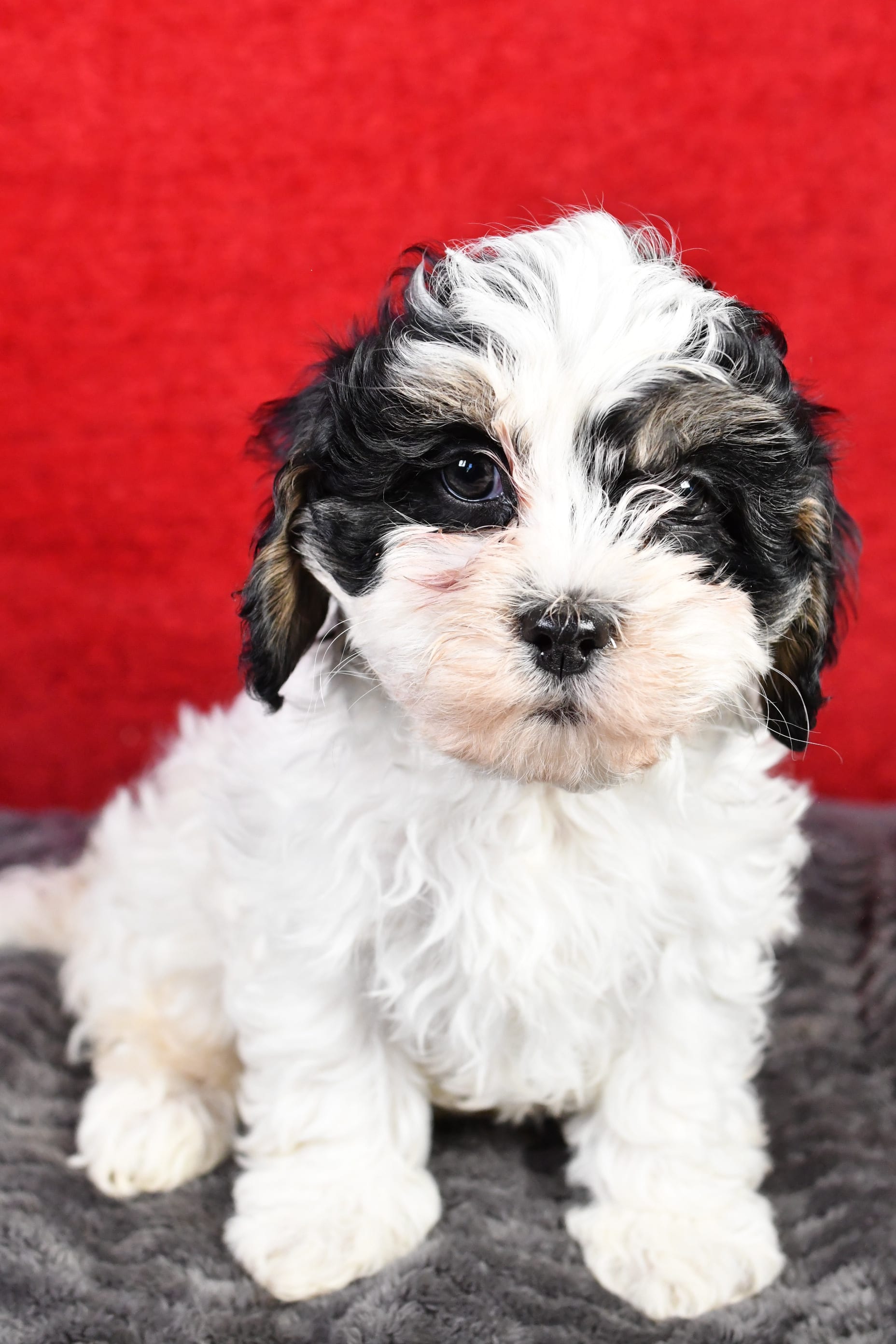 Holly Cavapoo Puppy for Sale in Baltic, OH Lancaster Puppies