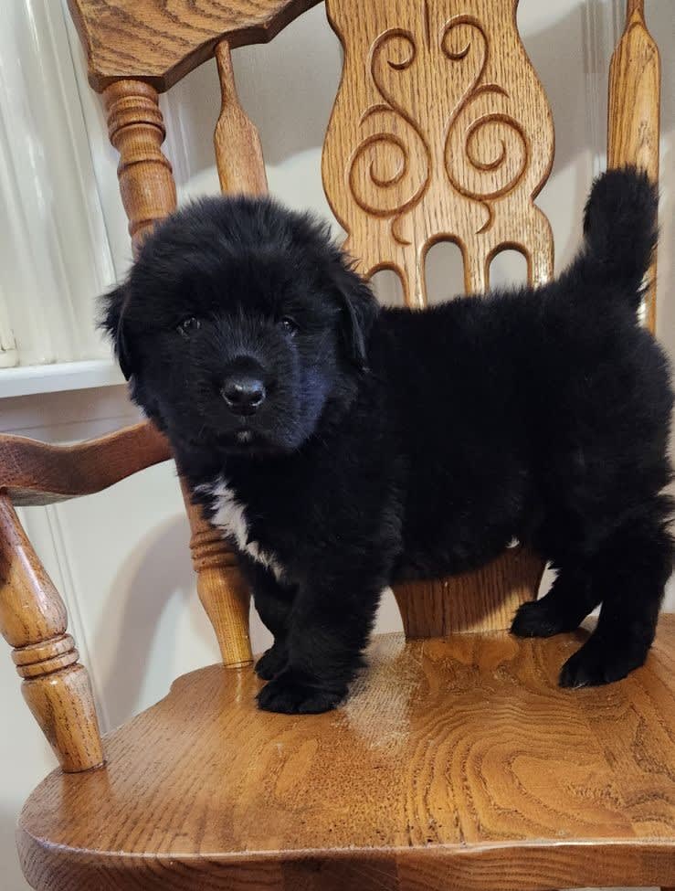 Donner Newfoundland Puppy for Sale in Brookville, IN Lancaster Puppies