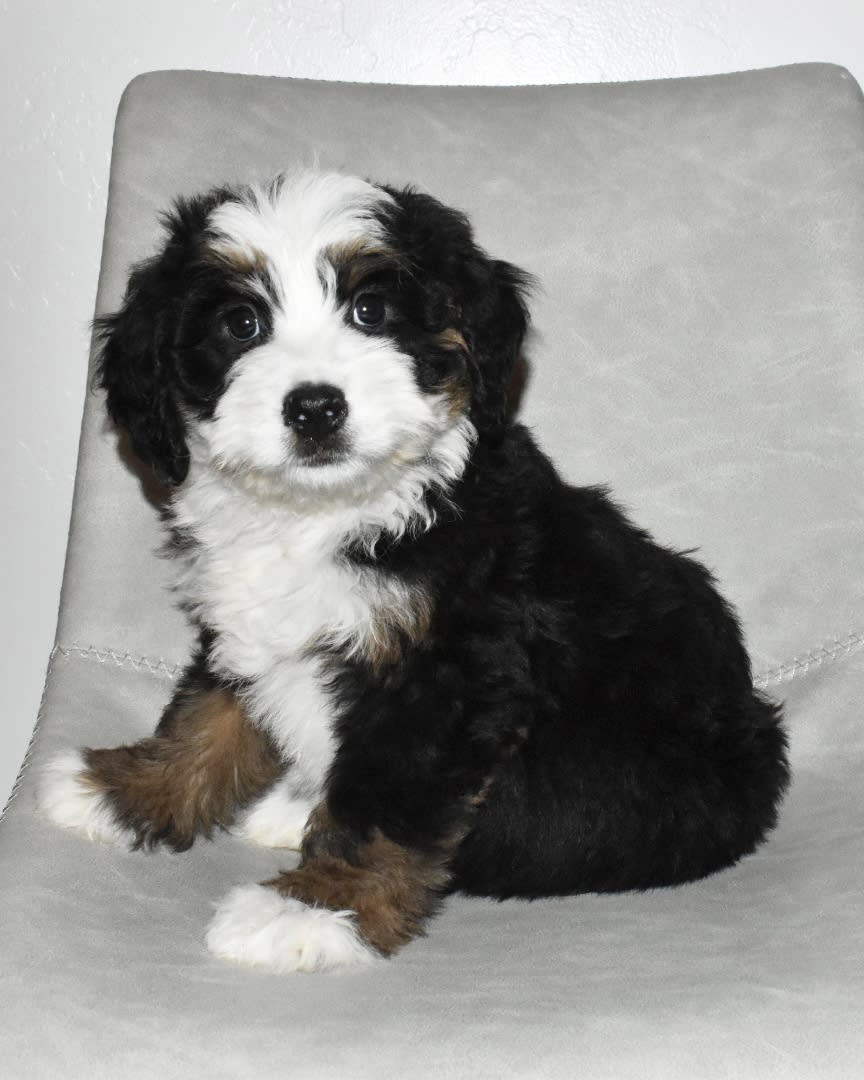Ginger Bernedoodle Puppy for Sale in Fredricksburg, OH Lancaster