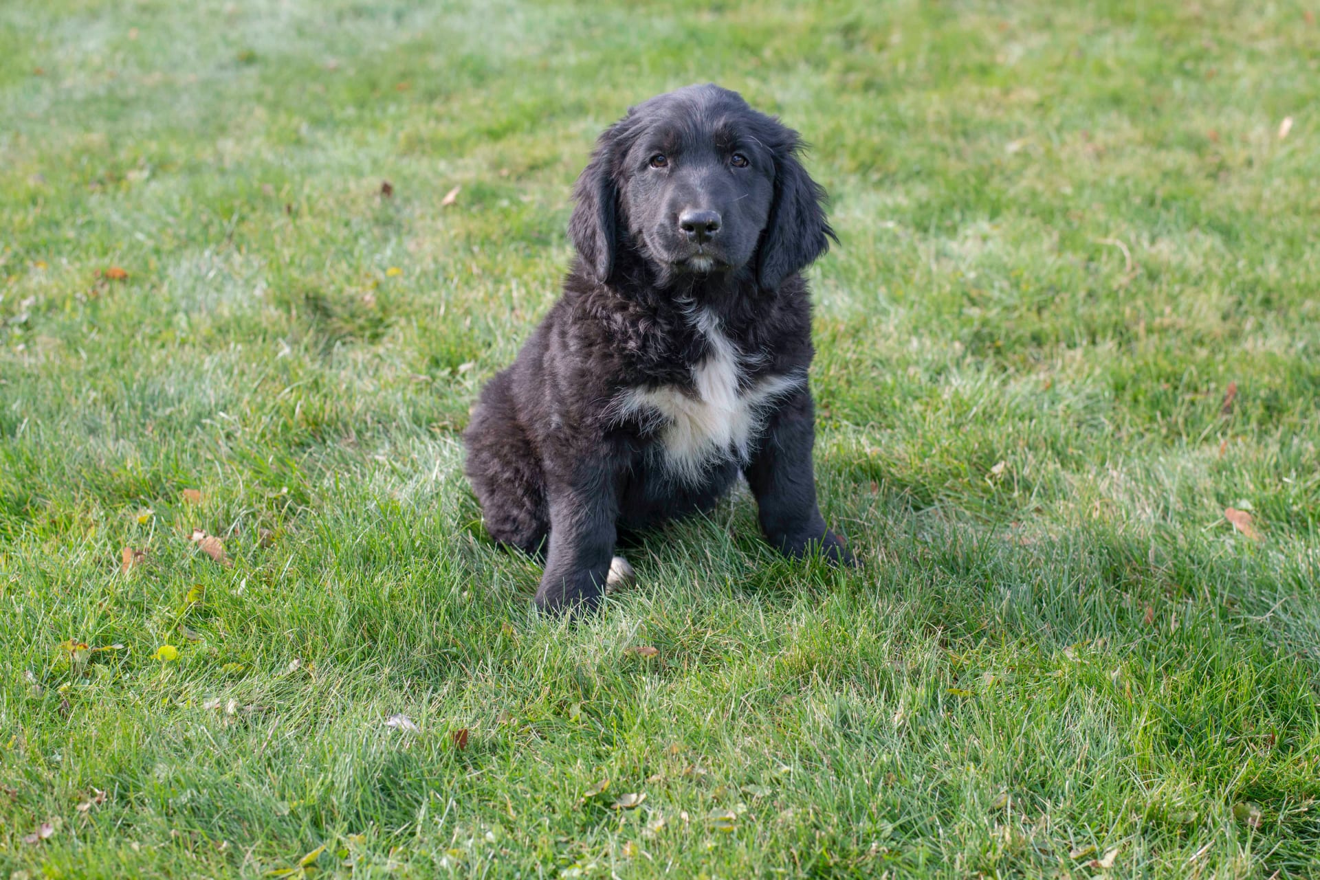 Penny Bernese Mountain Dog and Golden Retriever Hybrid Puppy for Sale