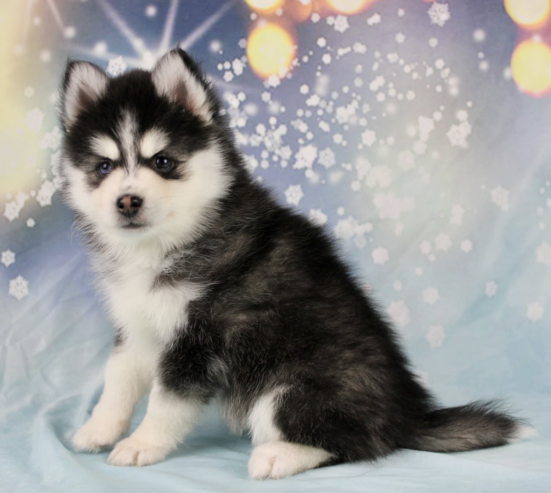Hope Pomsky Puppy for Sale in Fresno, OH Lancaster Puppies