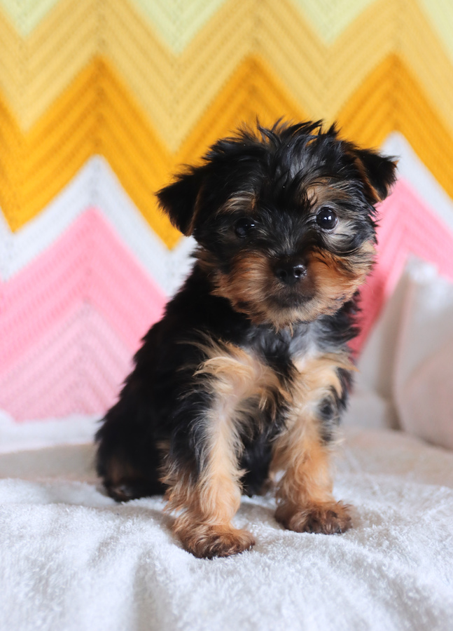 Edmund Yorkshire Terrier Puppy for Sale in Leola, PA Lancaster Puppies