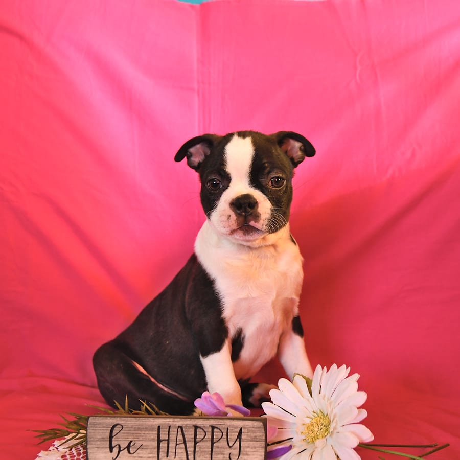 Louie Boston Terrier Puppy for Sale in Rising Sun, MD Lancaster Puppies